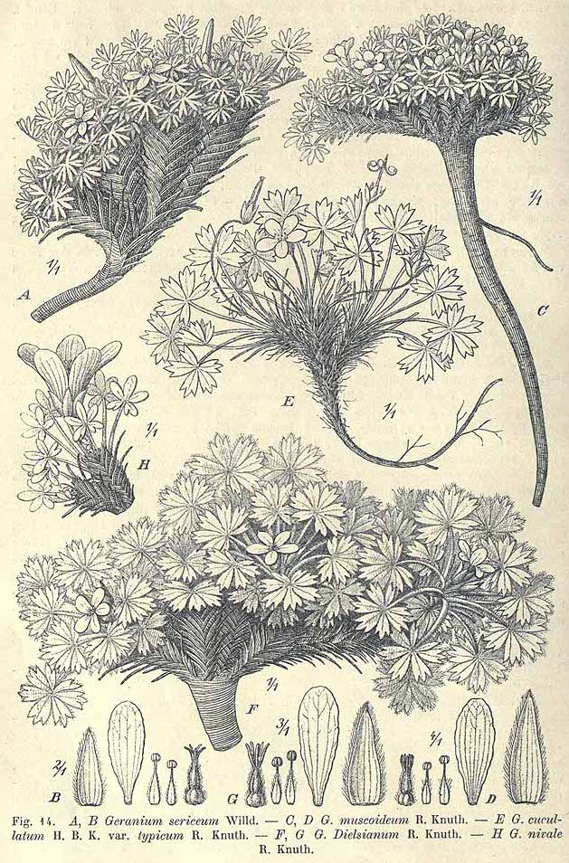 Geranium ruizii / Pasuchaca