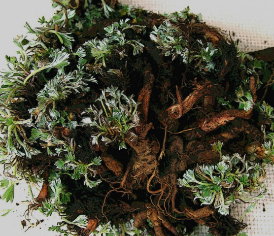 Minden gyógynövény feltétlenül hasznos?