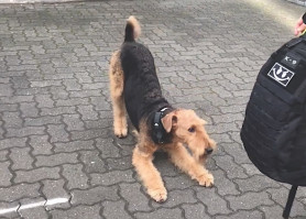 A kutya DNS alapján is azonosít egy embert 