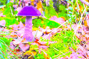 Vörös farok helyett