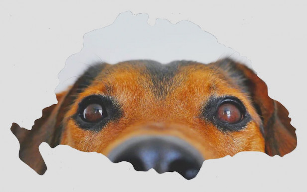 Lehetsz falkavezér, de nem a párkapcsolatodban