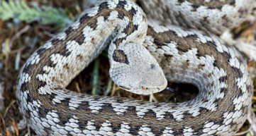 Kígyók klímáznak