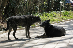 Hogyan érinti az állatmenhelyeket a járvány?