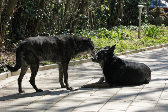 Hogyan érinti az állatmenhelyeket a járvány?