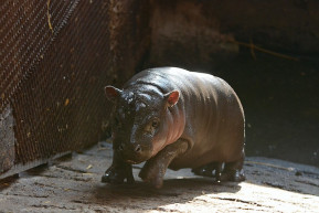 Az állatkert élete nem áll meg