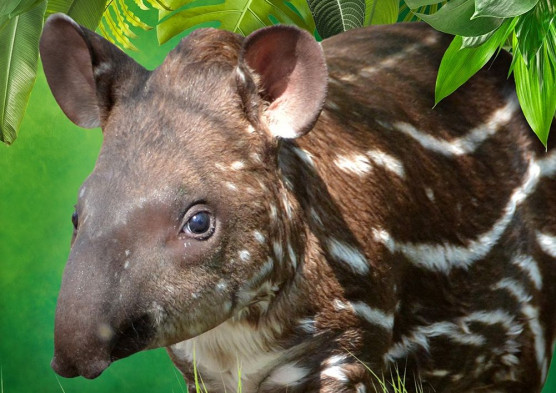 Bébibumm volt az Állatkertben a karantén idején