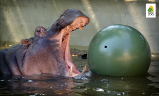 Augusztus 9.: Az állatkertek napja és A világ őslakosainak nemzetközi napja