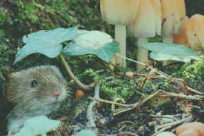 Migráns a lyukban - Szénási Sándor jegyzete