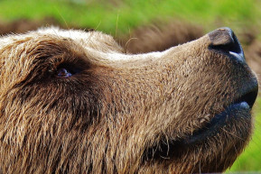 Medvetánc – Józsa Márta jegyzete