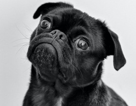 Mennyire hasonló a szeparáció a gyereknél és a kutyánál?