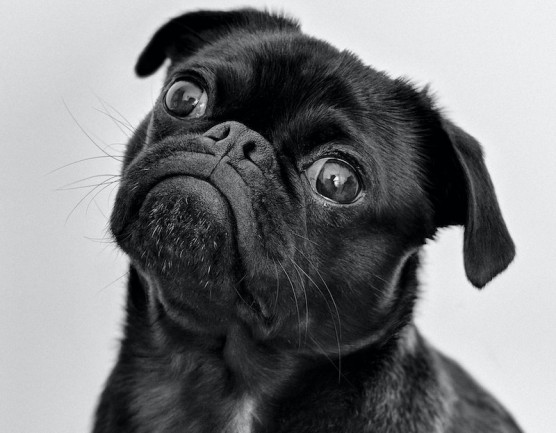 Mennyire hasonló a szeparáció a gyereknél és a kutyánál?