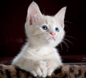 Mennyire igazak a macskás szóbeszédek?