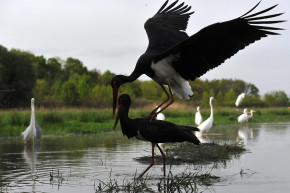 Május 24.: az Európai nemzeti parkok napja
