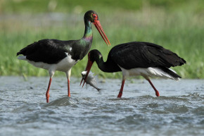 Veszélyben a vizes élőhelyek