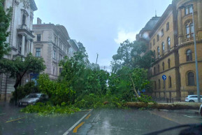 Fővárosi főtájépítész: Ez egy politikai fa volt