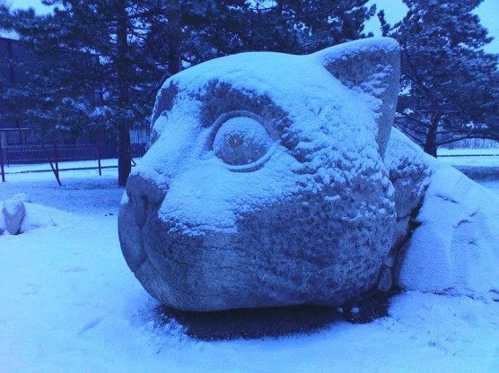 Hány macska él Magyarországon? És hogyan?