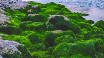 Óceáni tapasztalatokkal a Balaton ökoszisztémájáért