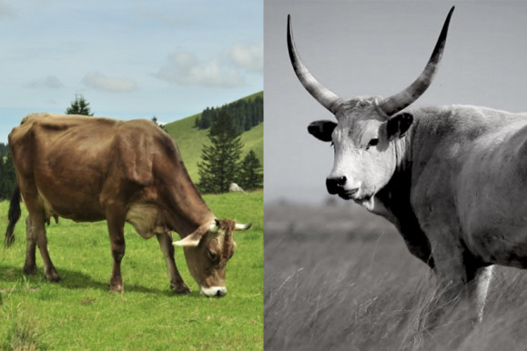 A szellem napvilága ragyogjon minden ház ablakán!