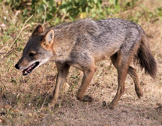 Aranysakál, avagy nádi farkas (Canis aureus)