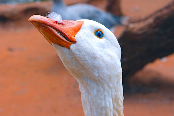 Szent Márton és finomságai: kifli és liba