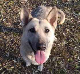 Melyik a legszebb kutyafajta? A menhelyi!