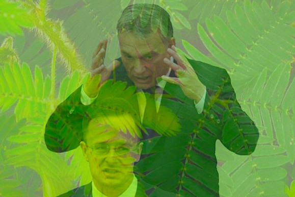 A magyar mimóza - Dési János jegyzete