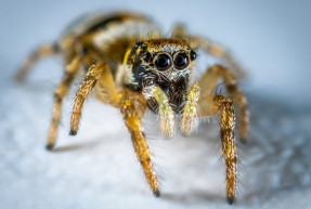 Golyóálló mellény és futócipő is készülhet a pókselyemből