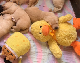 Hogyan lesz egy kutyából vakvezető?