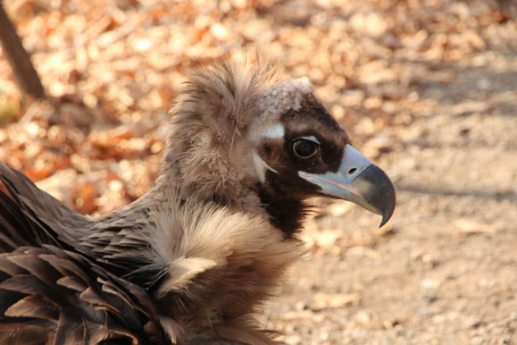 Nagy kár volt lelőni az egyetlen magyarországi keselyűt