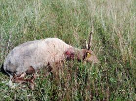 Már biztos: farkasok támadtak birkanyájra Nógrádban