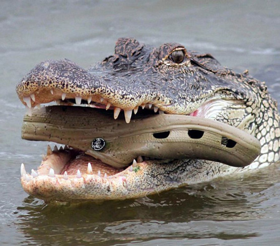 Támogatja-e ön, hogy egy alkalmatlan, balliberális politikus megegye a gyermekét? – Selmeci János jegyzete