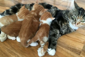 Minden gyerek érvényesíthesse az alapvető szolgáltatásokhoz való jogait!