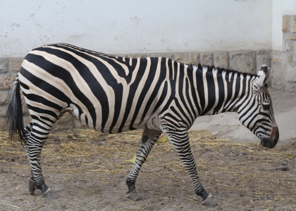 Bináris zebraviselet- csík - nem csík