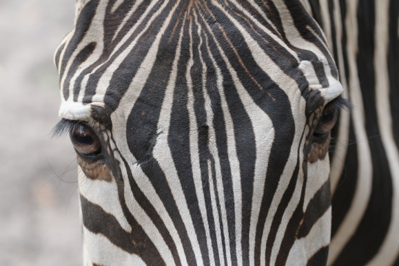 Mészáros Lőrincék bevallották, hogy náluk laknak a zebrák 