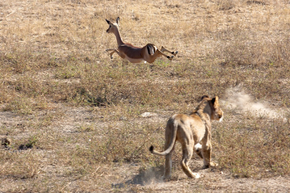 Szabad a préda – Kárpáti Iván jegyzete