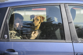 Kutyautas az autóban