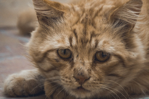 „Csak” egy macska