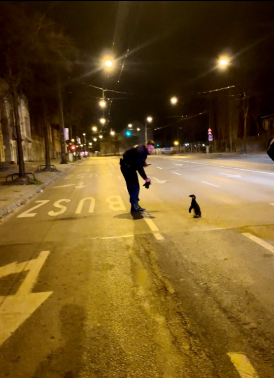 Nem először lógott meg pingvin az állatkertből