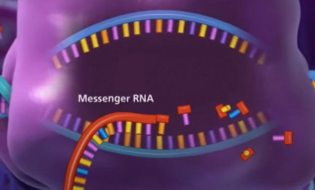 Az RNS szerkesztése lehet a génbetgségek gyógymódja