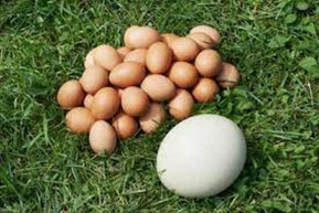 A valakik társadalmi jelentősége