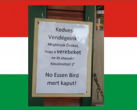 Do you speak izé és egyéb rossz hírek – Selmeci János jegyzete