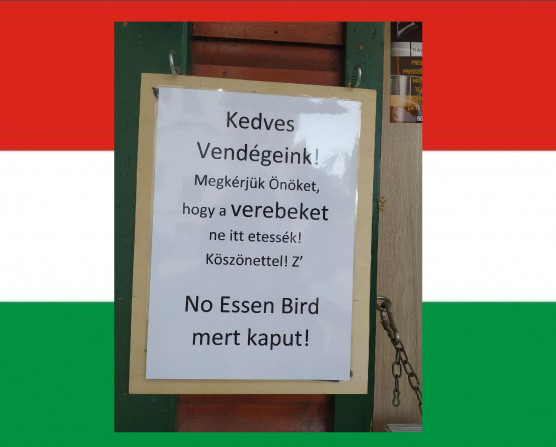 Do you speak izé és egyéb rossz hírek – Selmeci János jegyzete