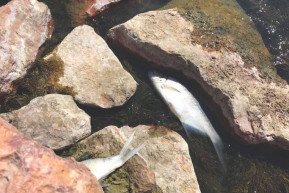 Sportcentrum a Döglött Harcsához – Hardy Mihály jegyzete