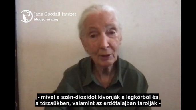 Világhírű tudós üzent a magyar erdőket féltve