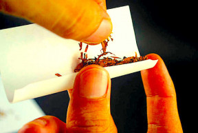 Tekert cigaretta – Selmeci János jegyzete