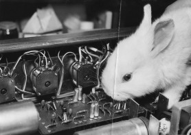 Anno Budapest: Nálatok laktak-e állatok?