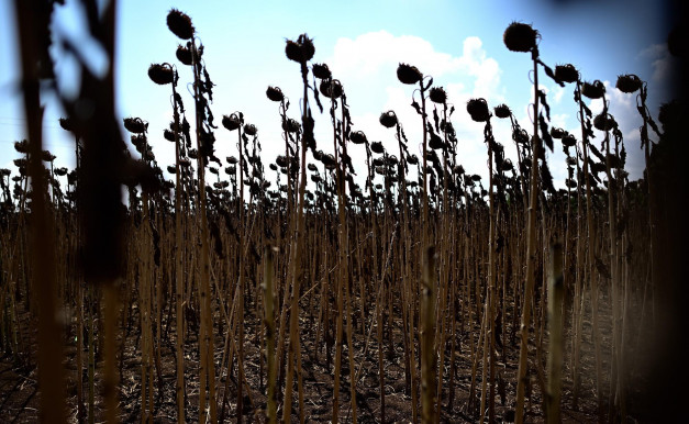 Aszály: gyakorlatilag elmaradt az őszi betakarítás