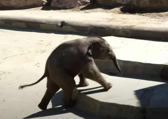 Most nagyon drukkolunk Samunak, a halálos beteg pesti kiselefántnak