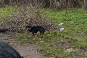 Nemhogy házat, de sem ételt, sem vizet nem kapott a szerencsétlen, csontsovány, láncra vert kutya