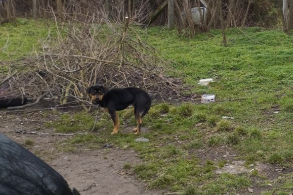 Nemhogy házat, de sem ételt, sem vizet nem kapott a szerencsétlen, csontsovány, láncra vert kutya
